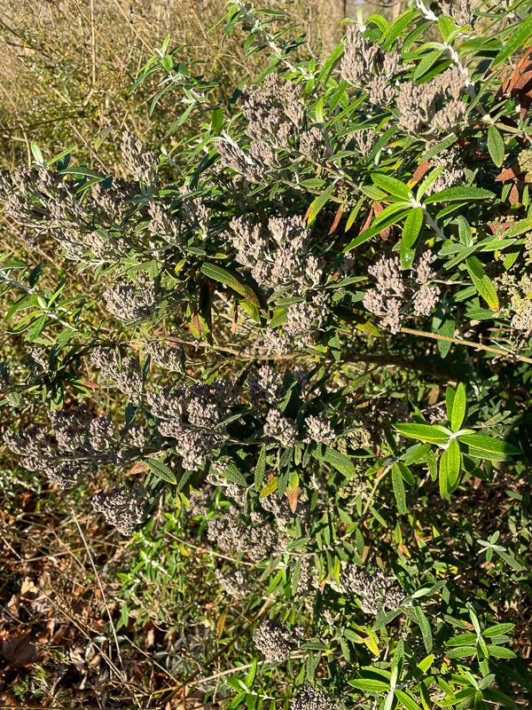 Buddleja salviifolia fruit