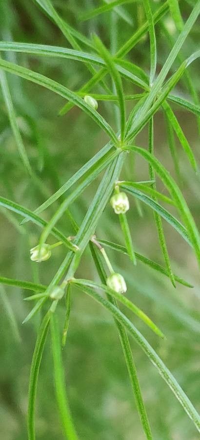 Asparagus cochinchinensis flower