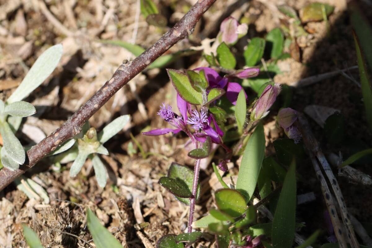 Polygala japonica — houseplant care guide