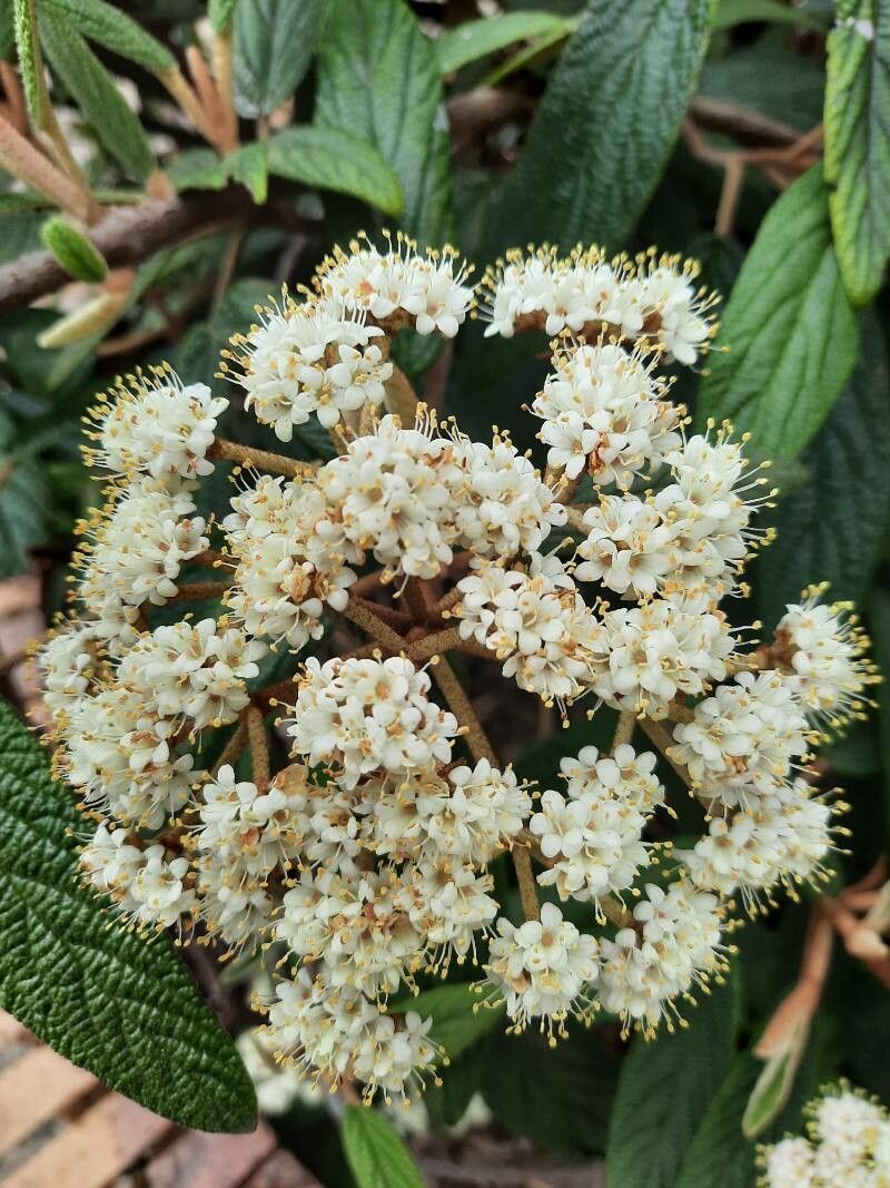 Viburnum buddleifolium flower
