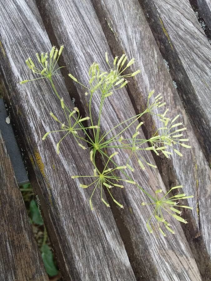 Falcaria vulgaris fruit