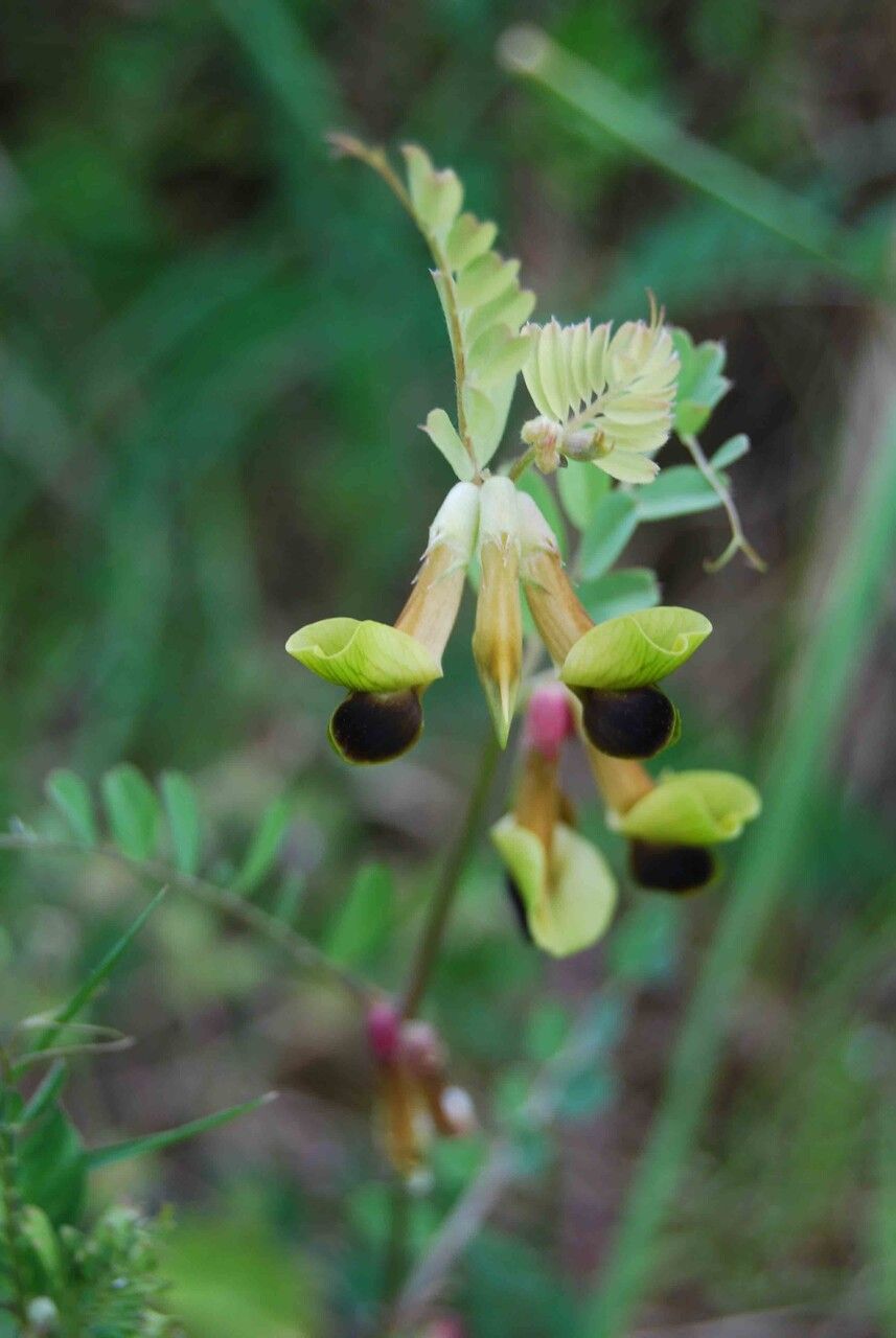 Vicia melanops flower