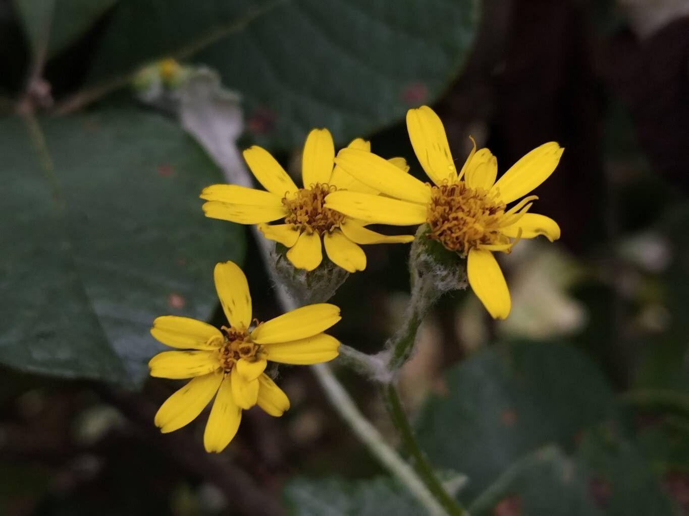 Senecio gossypinus flower