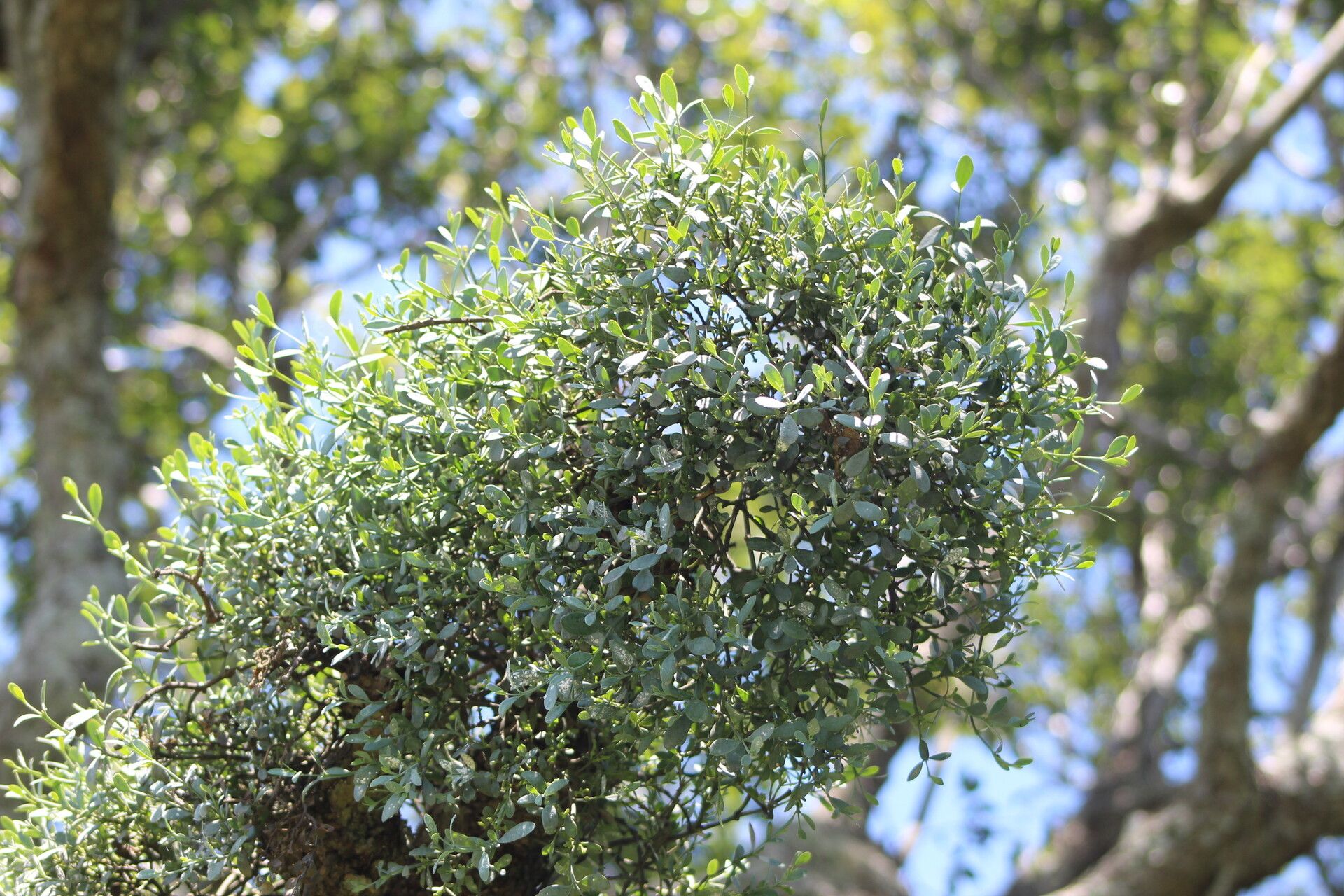 Phoradendron obtusissimum habit
