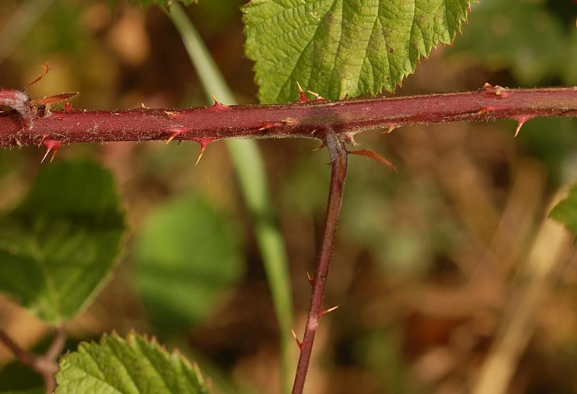 Rubus transvestitus bark