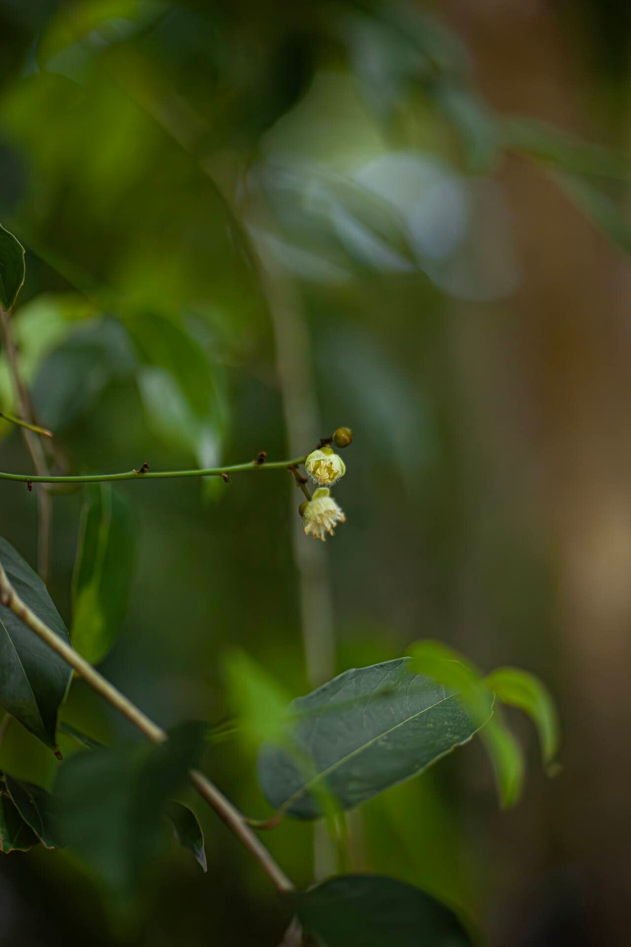 Hydnocarpus hainanensis flower