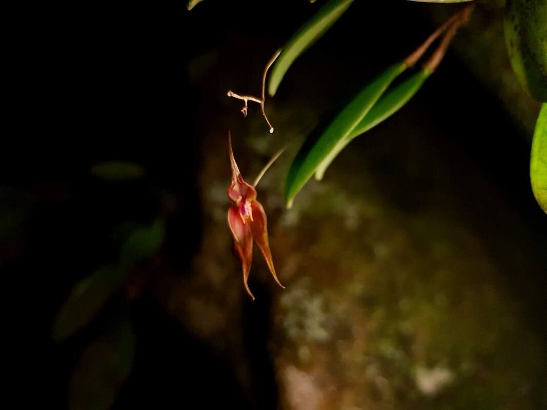 Lepanthes horrida — houseplant care guide