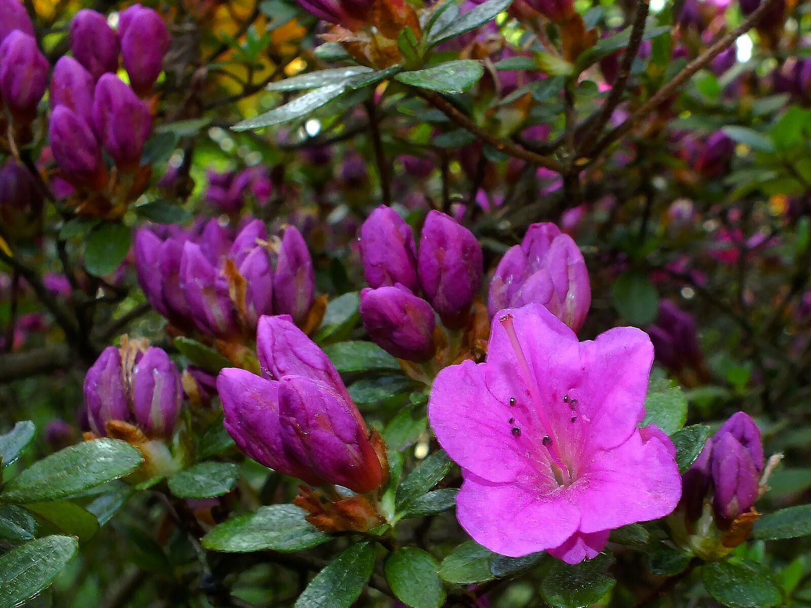 Rhododendron setosum flower