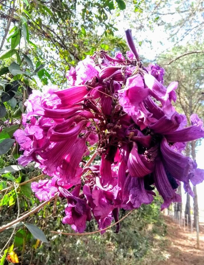Jacaranda caroba