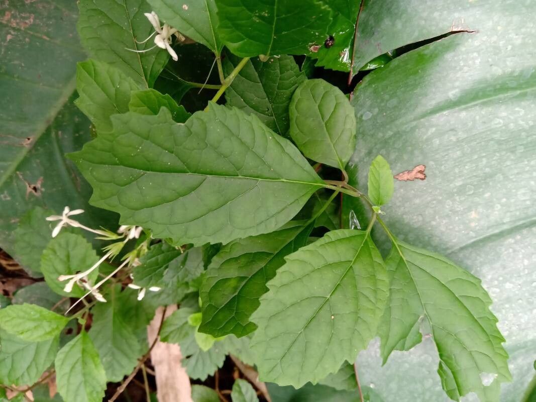 Clerodendrum calamitosum — search result for 'Clerodendrum'