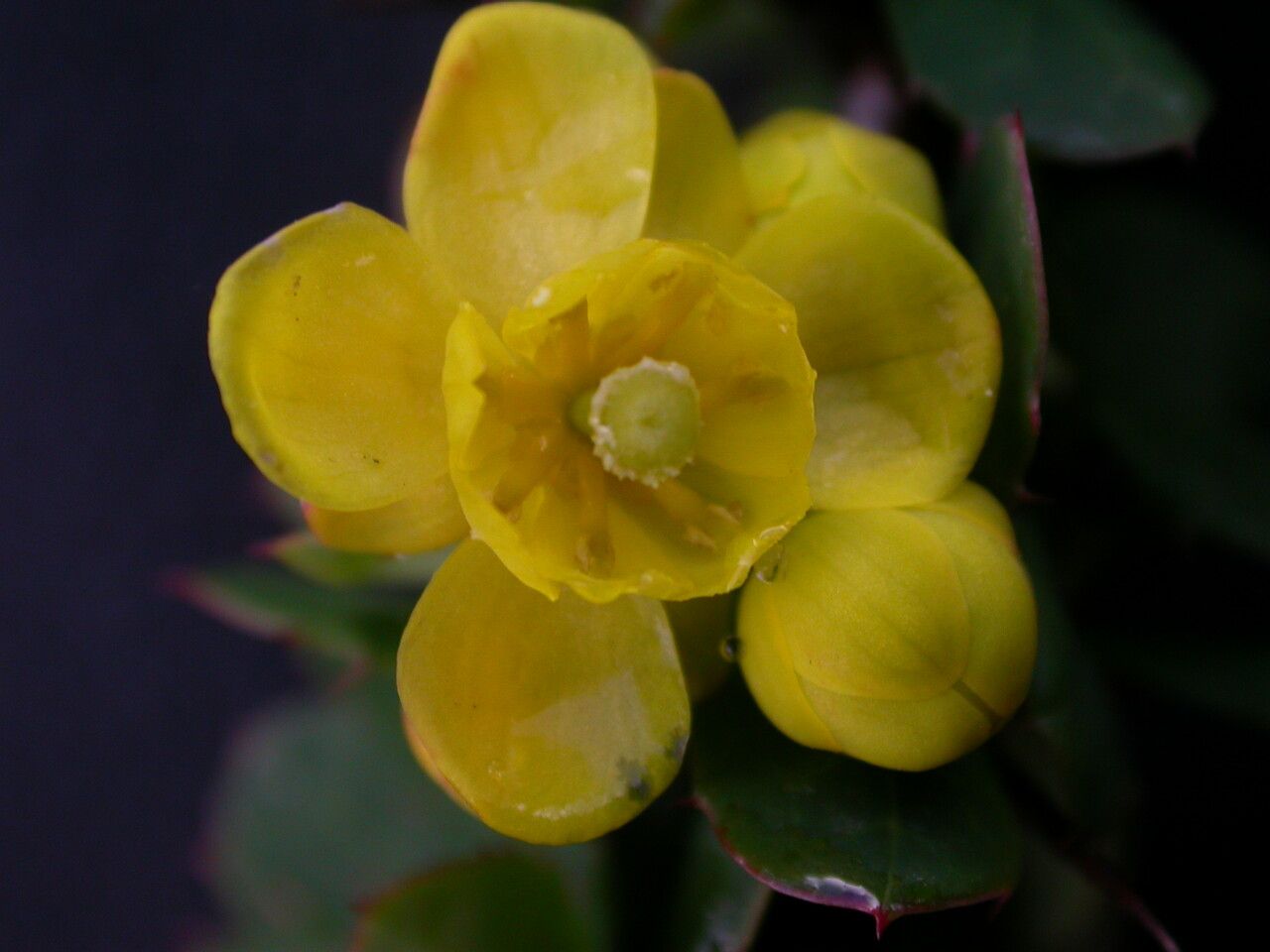 Berberis angulosa — houseplant care guide