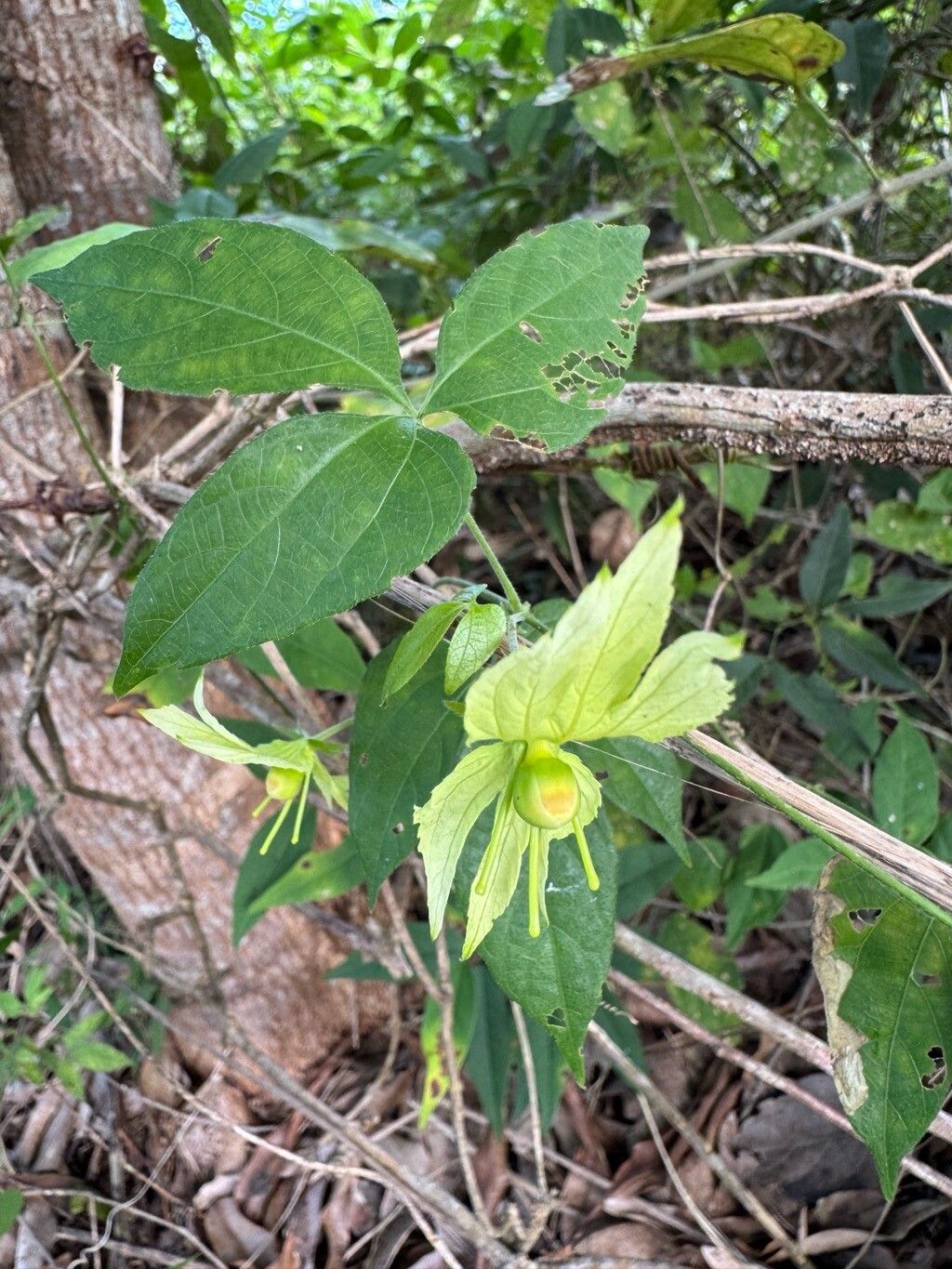 Dalechampia peckoltiana flower