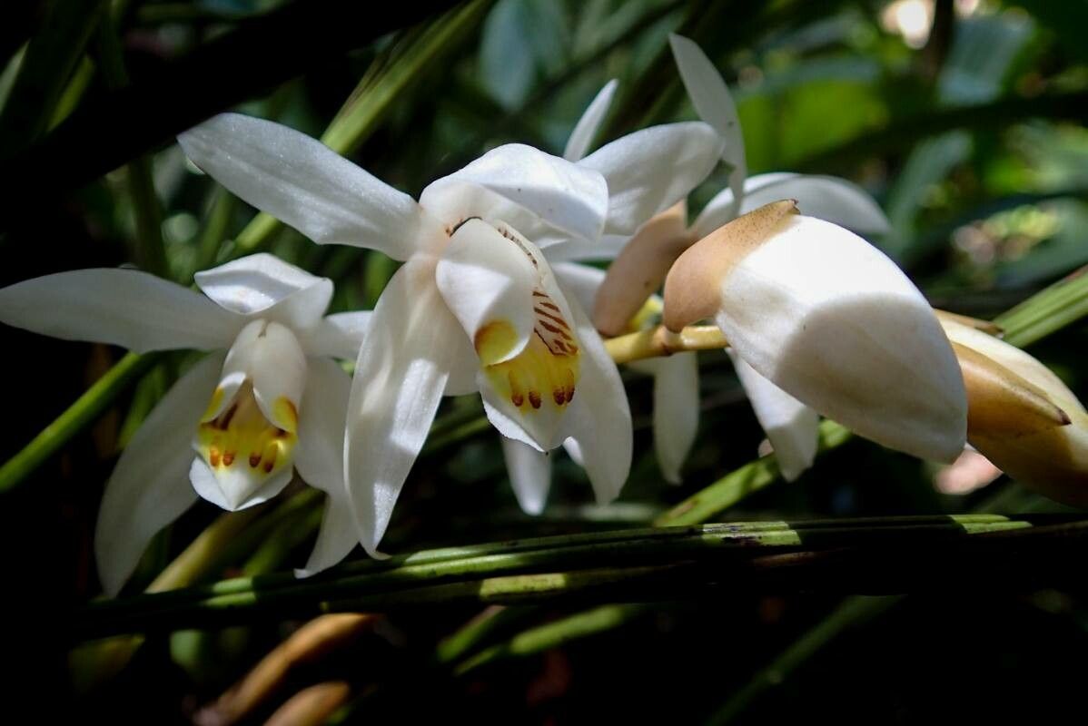 Coelogyne swaniana — houseplant care guide