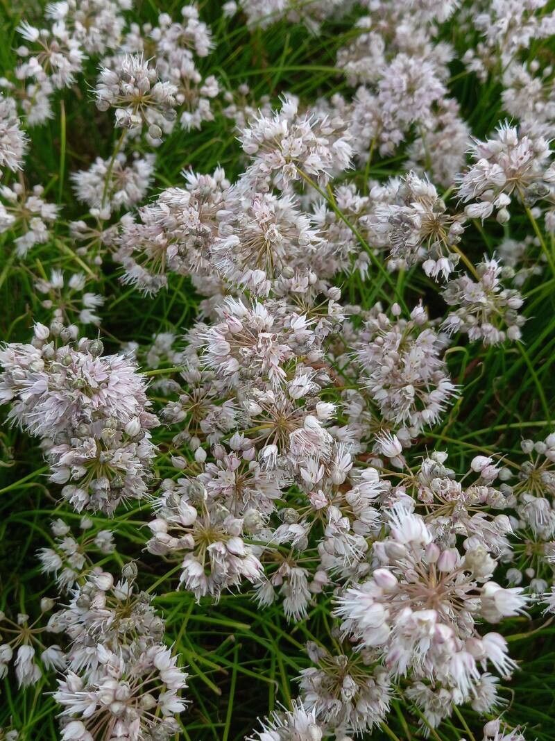Allium gunibicum flower