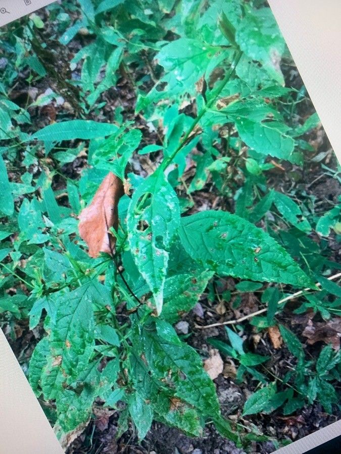 Stachys tenuifolia habit
