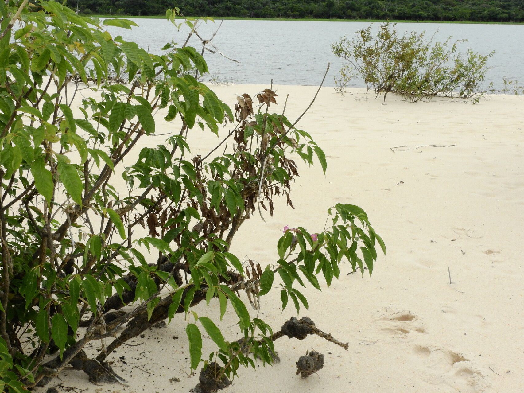 Handroanthus barbatus habit