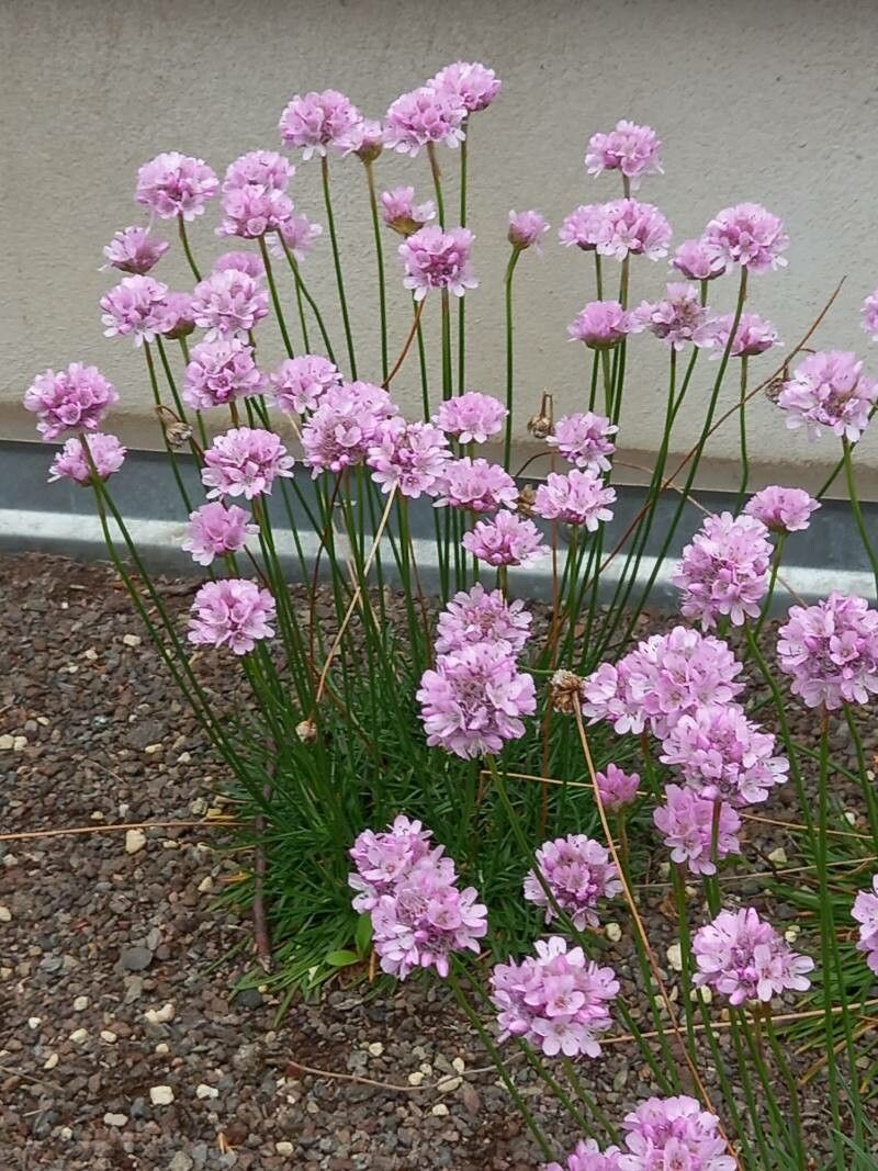 Armeria curvifolia habit