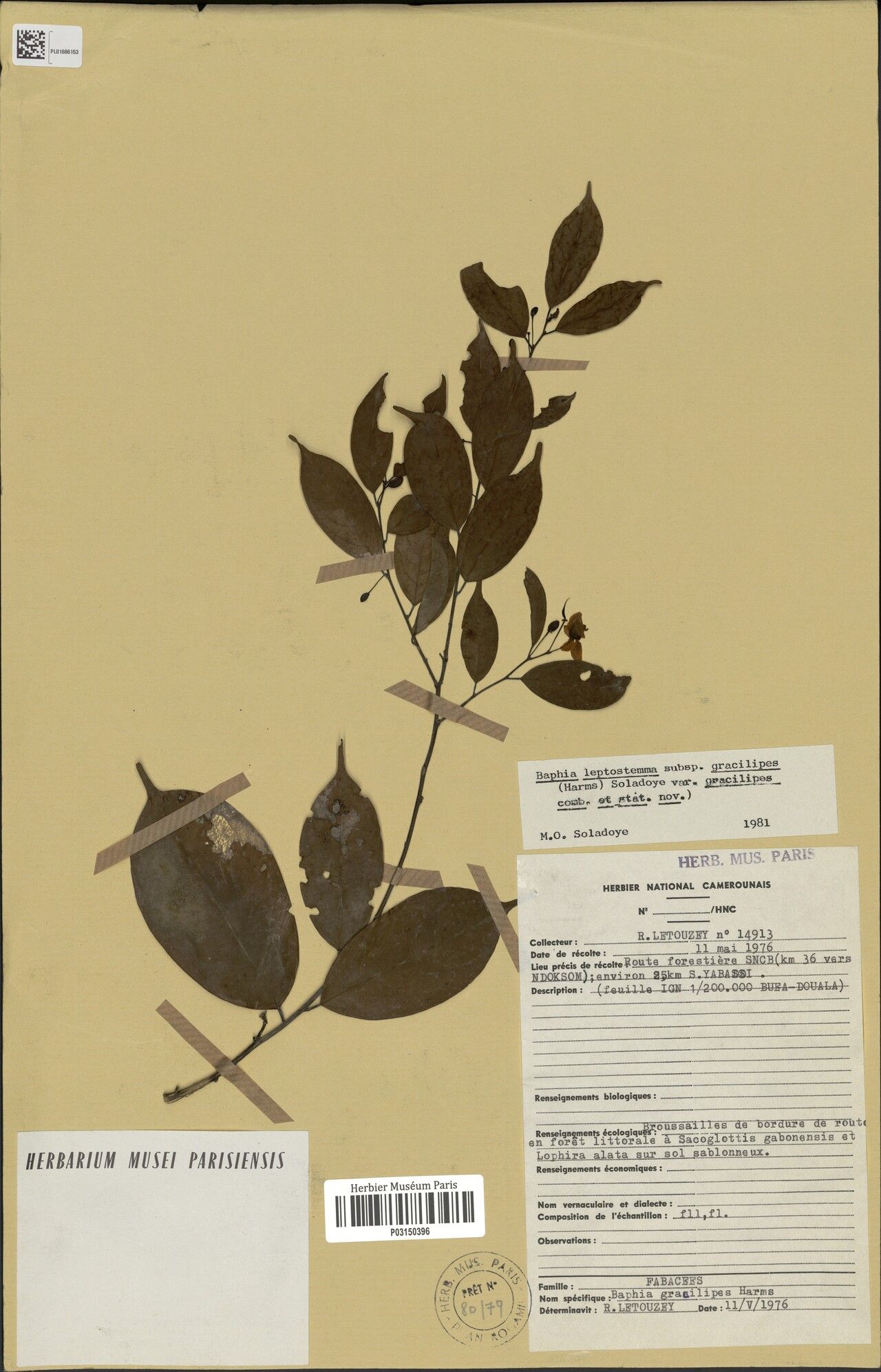 Baphia leptostemma — houseplant care guide