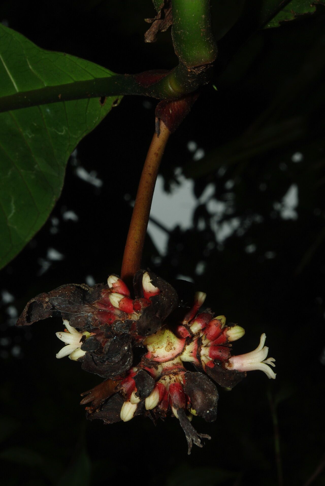 Psychotria arnoldiana — houseplant care guide