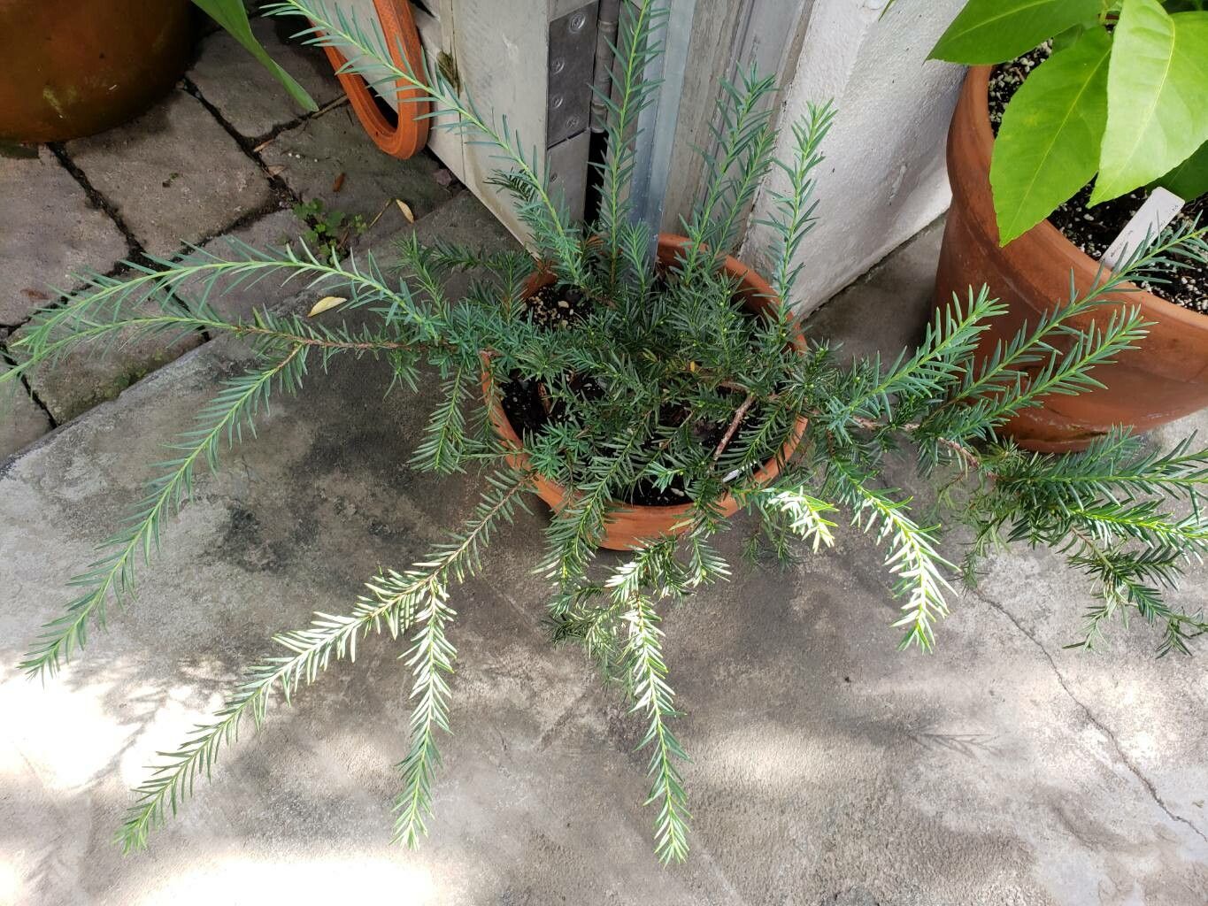 Taxus globosa habit