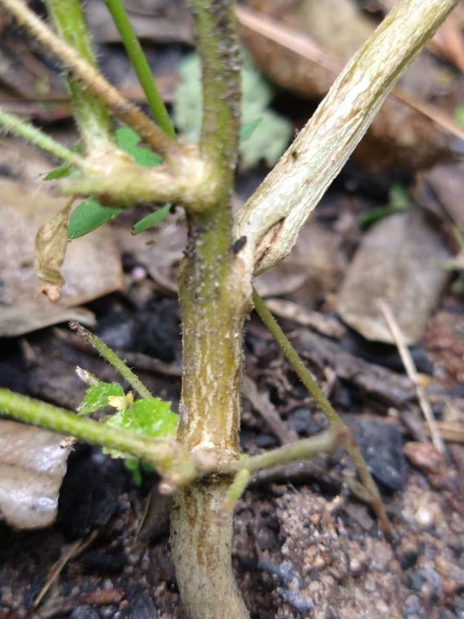 Croton glandulosus bark