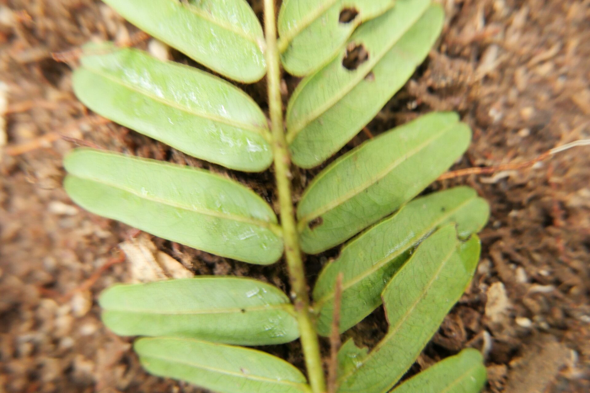 Brachystegia mildbraedii leaf