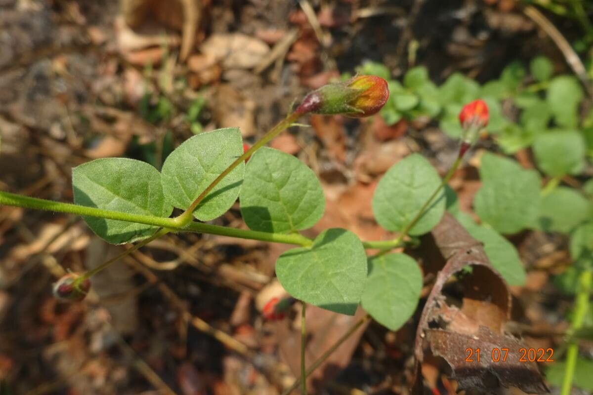 Kalaharia uncinata — search result for 'Clerodendrum'