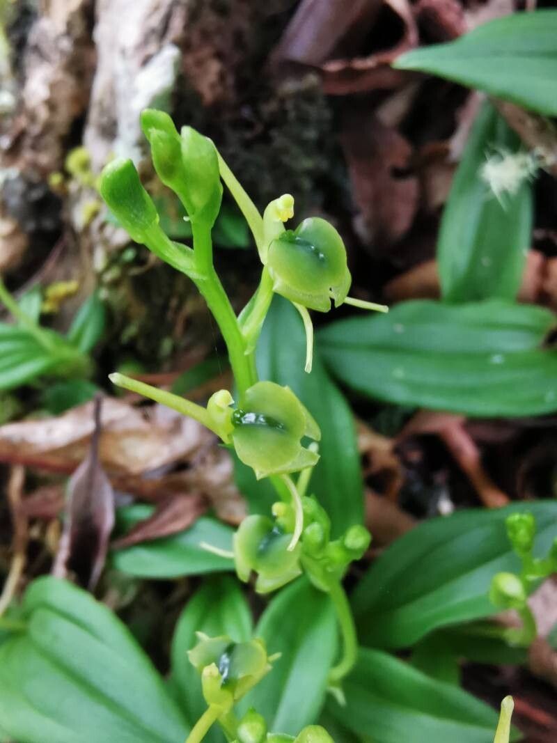 Liparis punctilabris flower