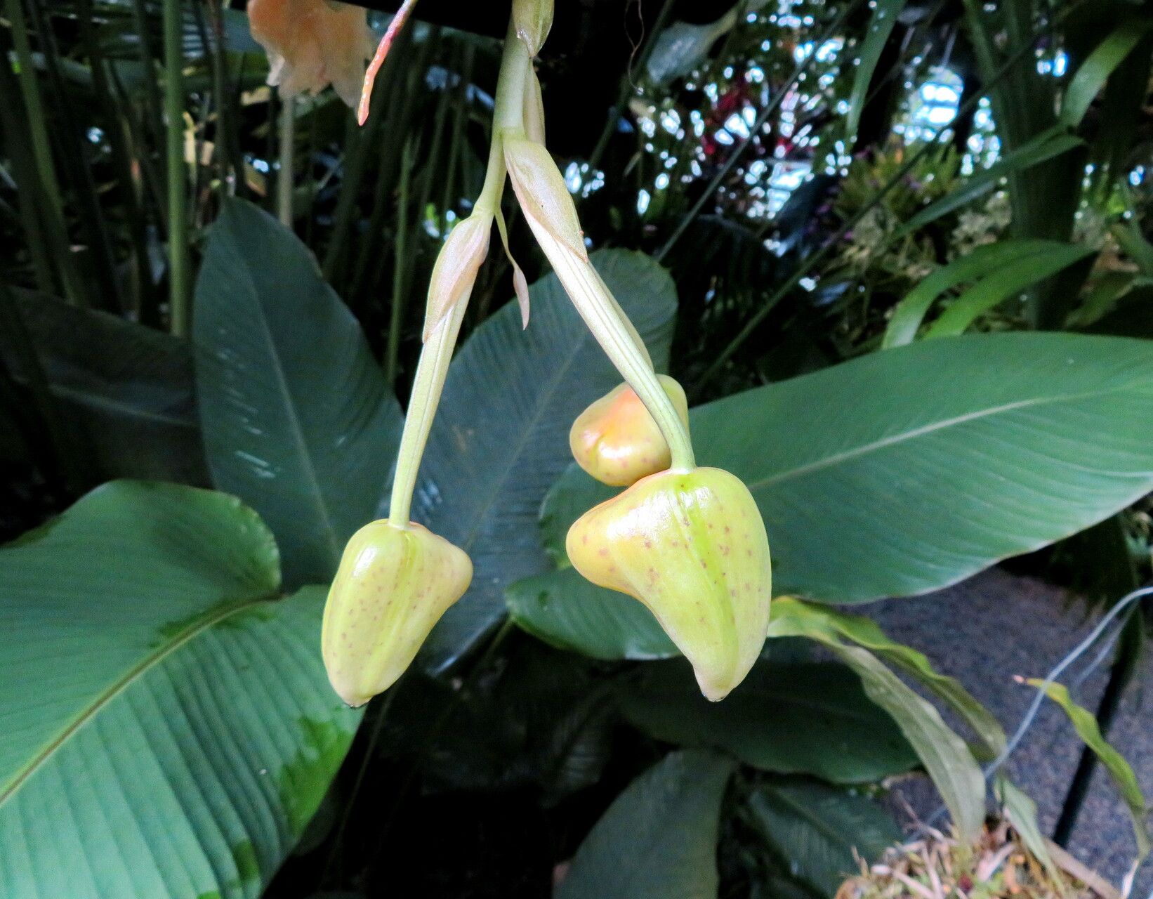Stanhopea radiosa flower