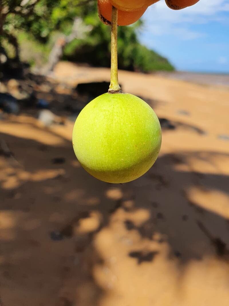 Garcinia anjouanensis fruit