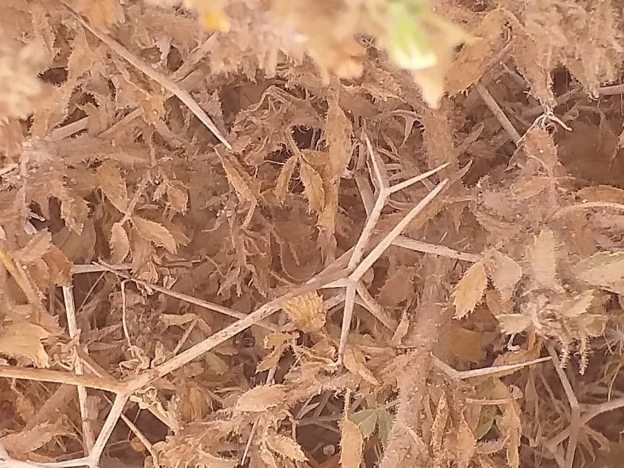 Ononis pubescens bark