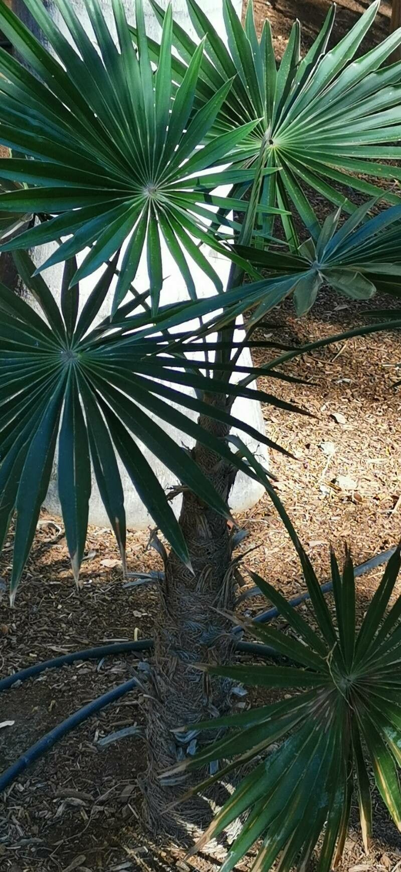 Coccothrinax scoparia habit