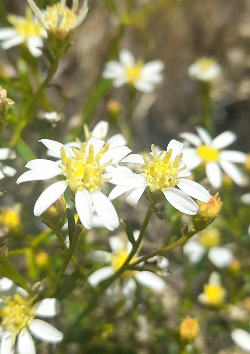 Gutierrezia solbrigii flower