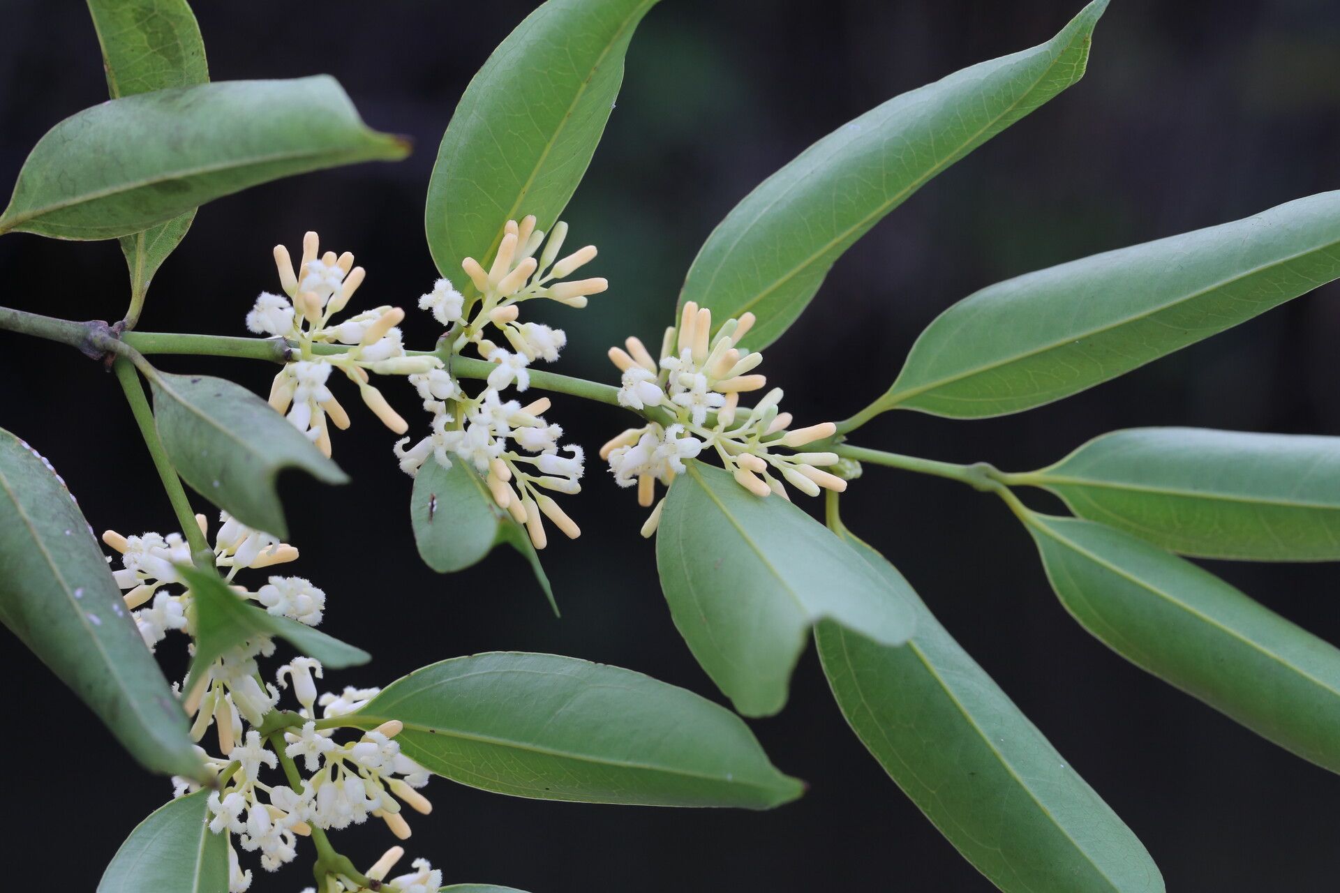 Strychnos xantha flower