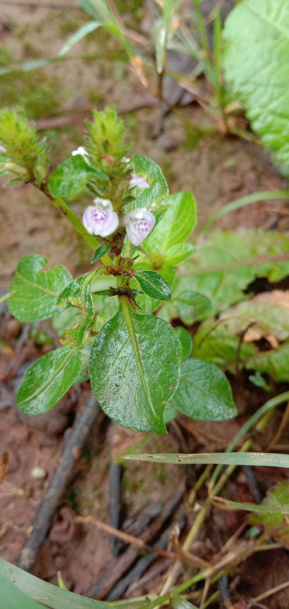 Rostellularia procumbens — search result for 'Justicia'