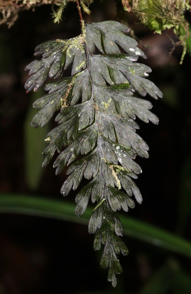 Hymenophyllum humboldtianum leaf