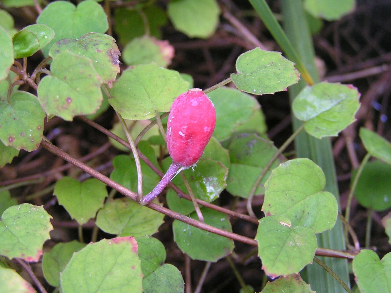 Fuchsia procumbens flower