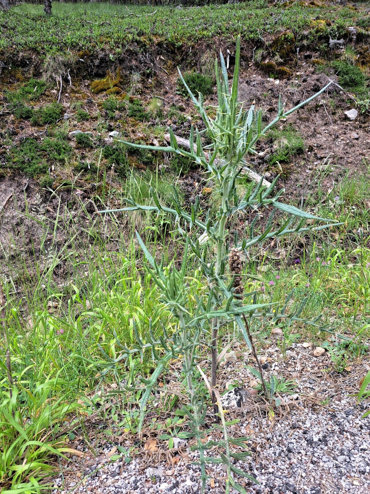 Cirsium odontolepis habit