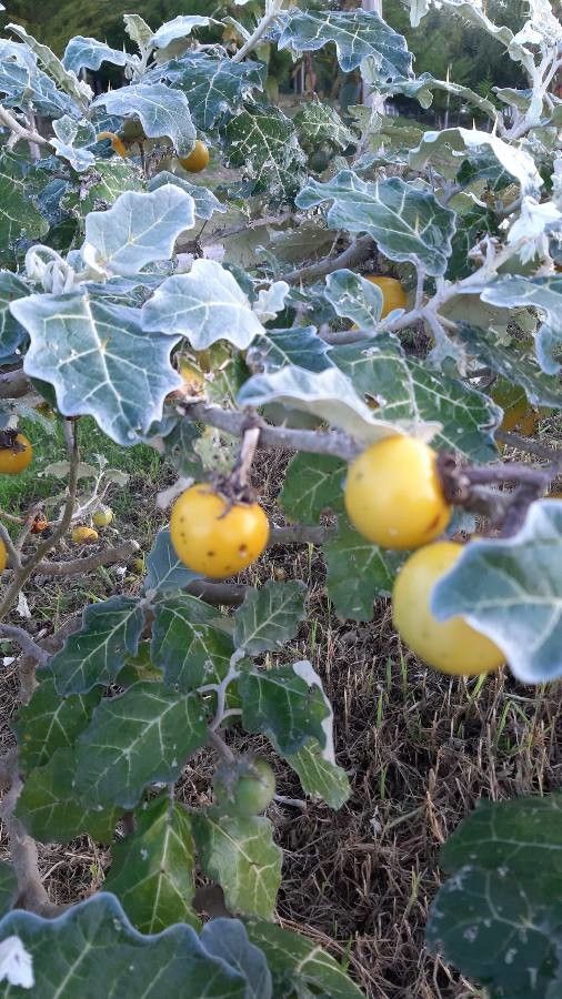 Solanum marginatum fruit