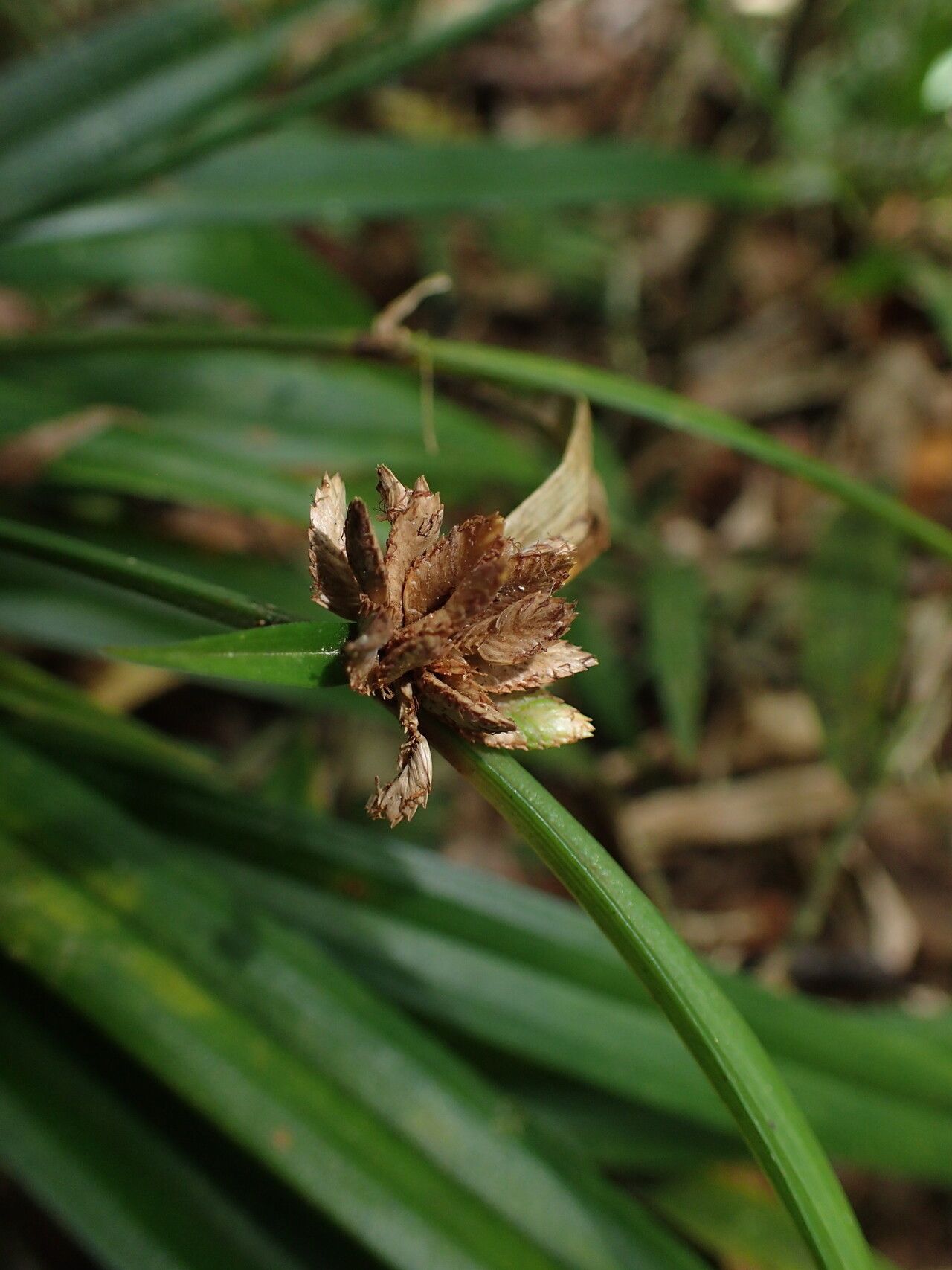 Cyperus rufostriatus fruit