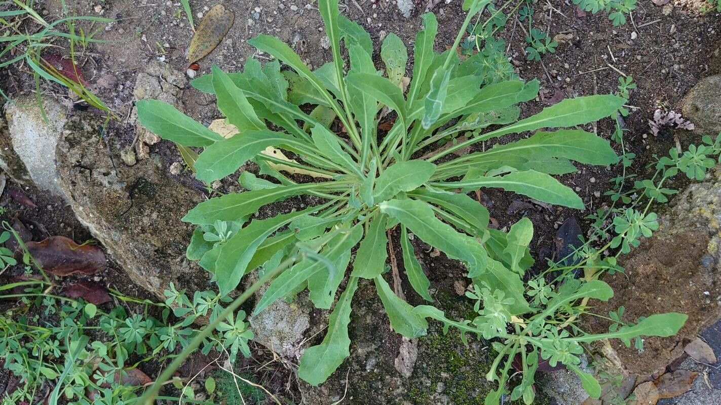 Reichardia picroides — search result for 'Scorzonera'