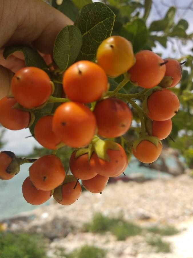 Bourreria succulenta fruit