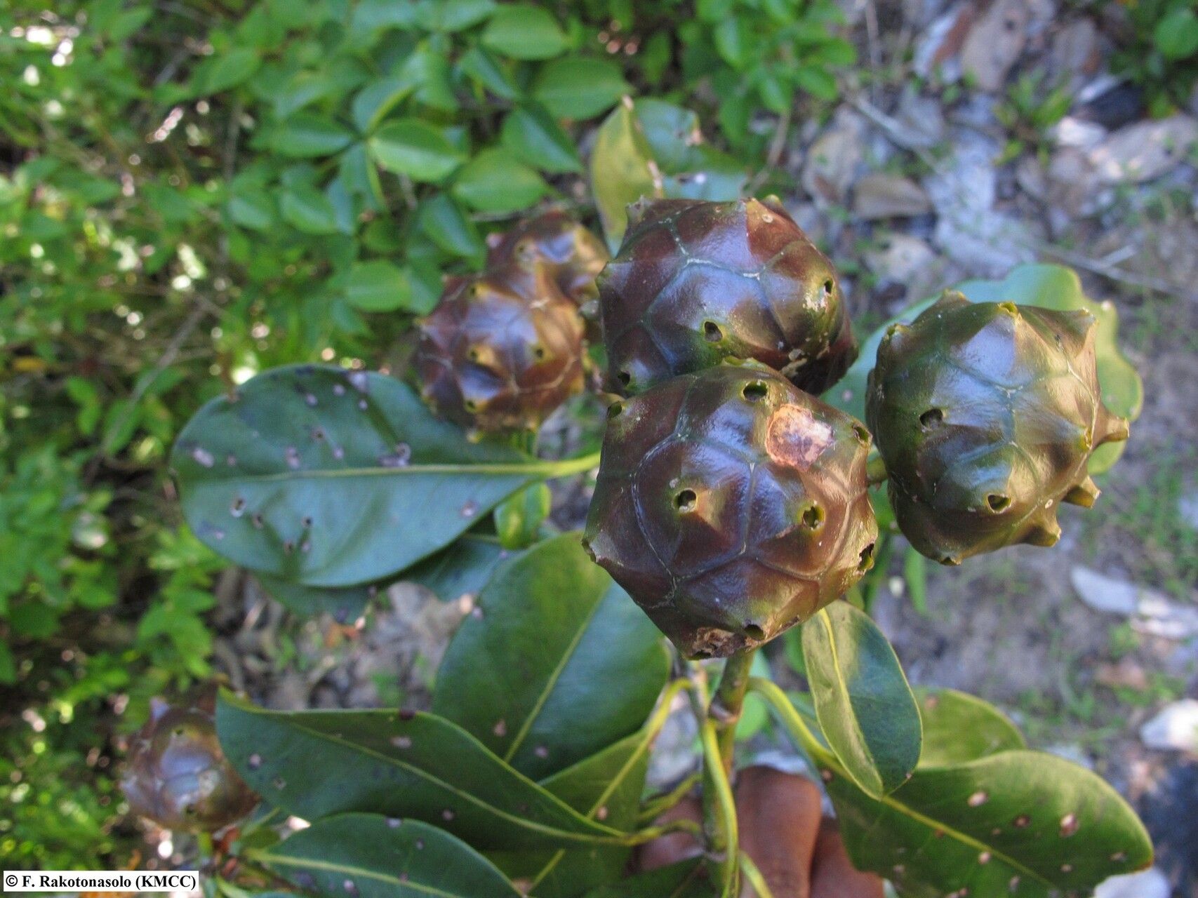 Gynochthodes retusa — houseplant care guide