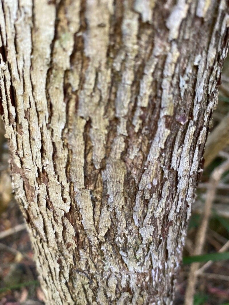 Glochidion ferdinandi bark