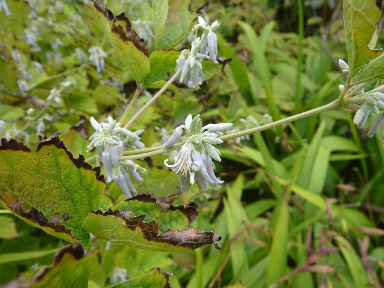 Clematis stans other