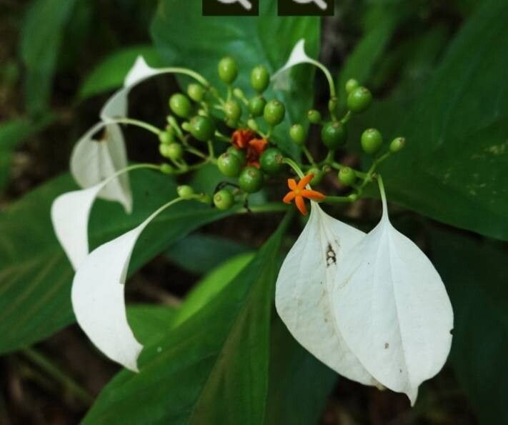 Mussaenda wallichii flower