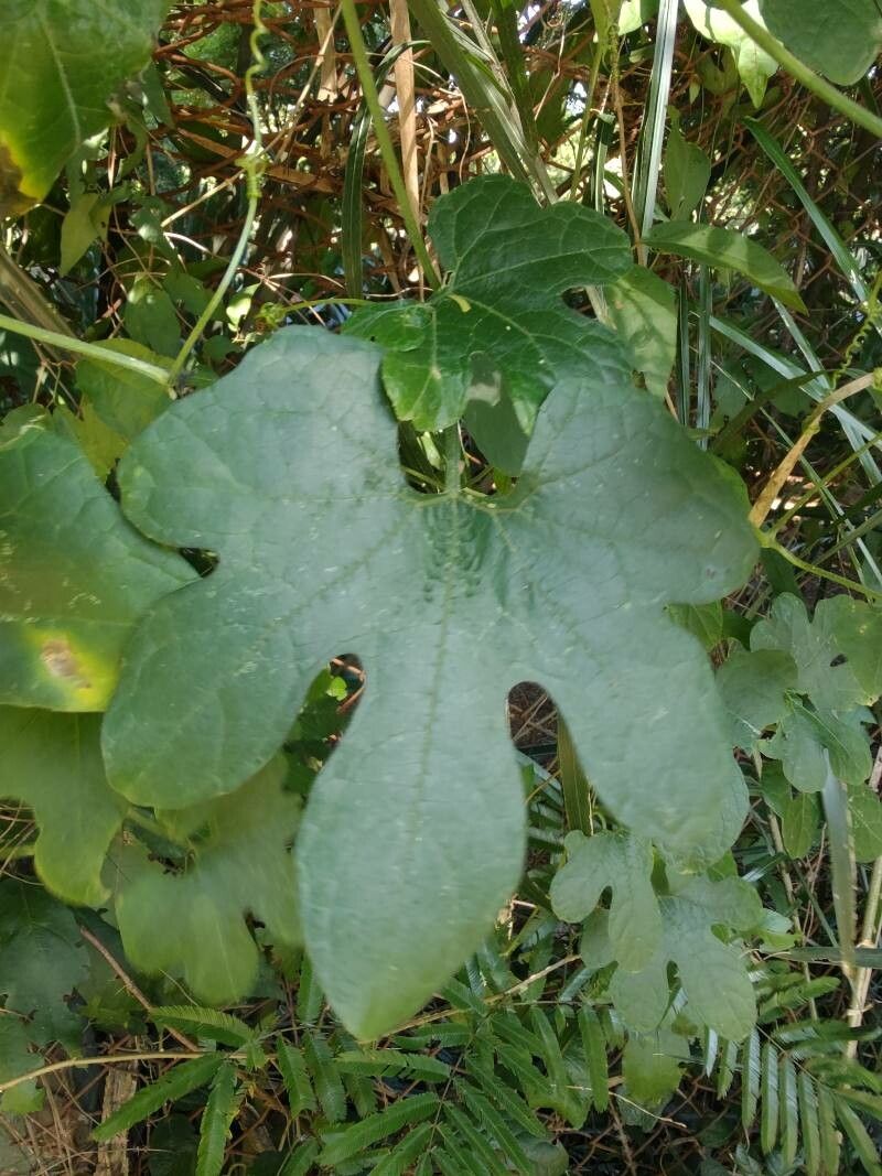 Cayaponia tayuya — houseplant care guide