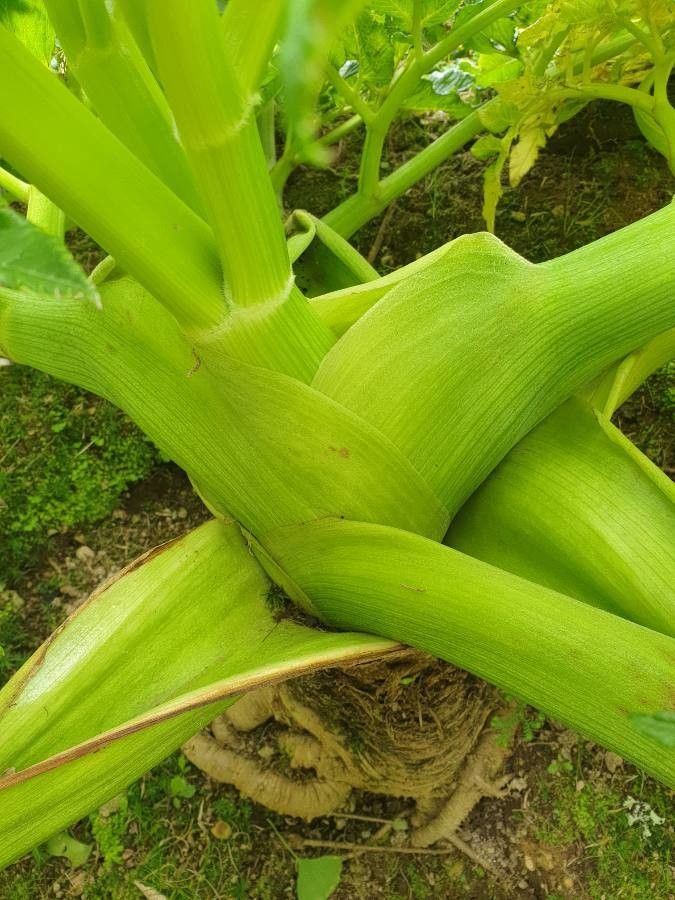 Angelica lignescens bark