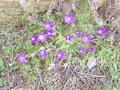 Campanula ramosissima habit