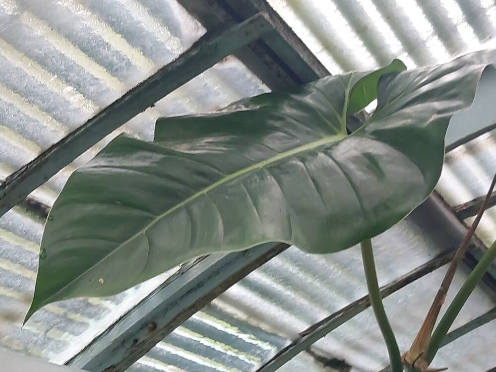 Philodendron sparreorum — houseplant care guide